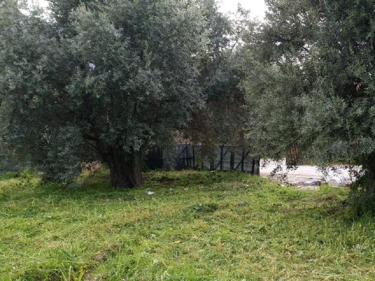 קיירניה Suluca Homes מראה חיצוני תמונה