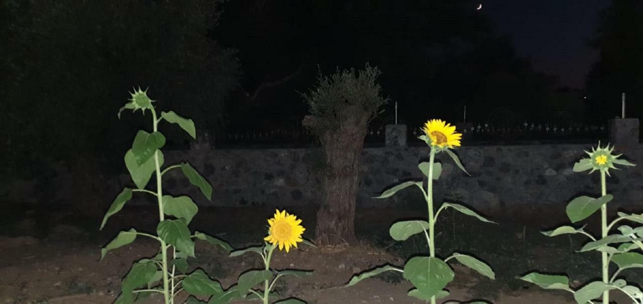 קיירניה Suluca Homes מראה חיצוני תמונה